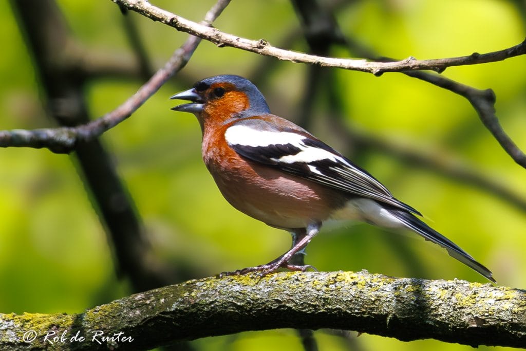 Vogel zittend op tak in groene omgeving.