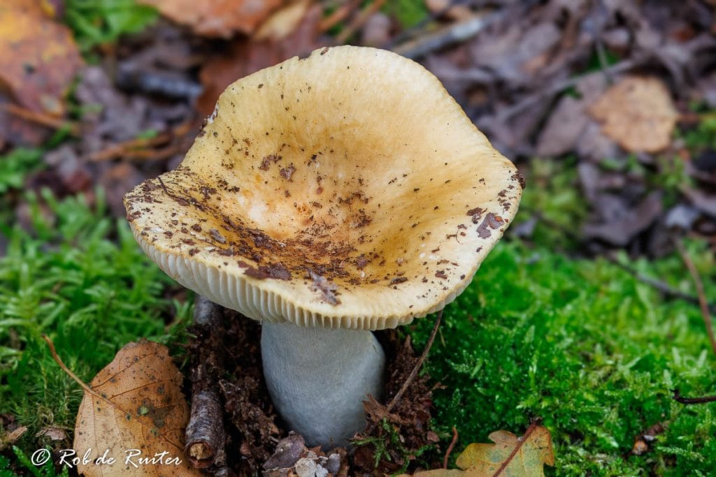 Een champignon groeit op de bosgrond.