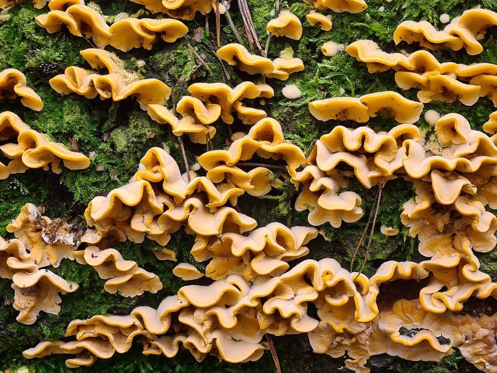 Gele champignons op een mosrijke ondergrond