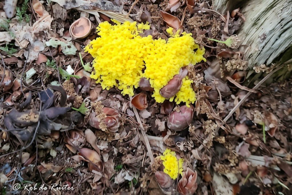 Heldere gele schimmel op bladeren en takken