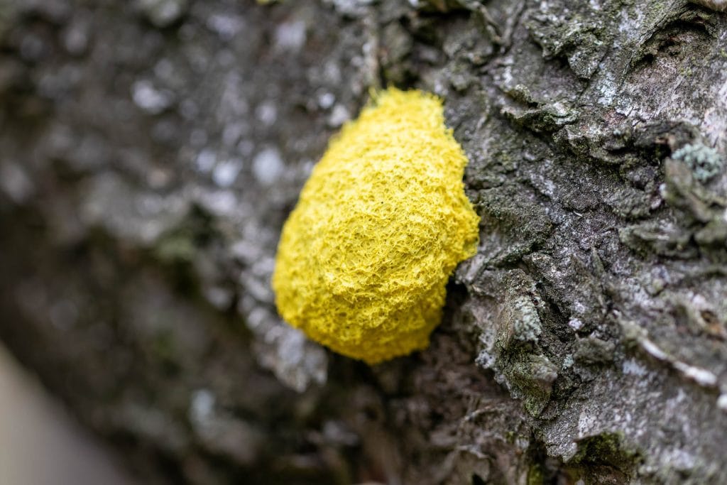 Heldere gele schimmel op boomschors.