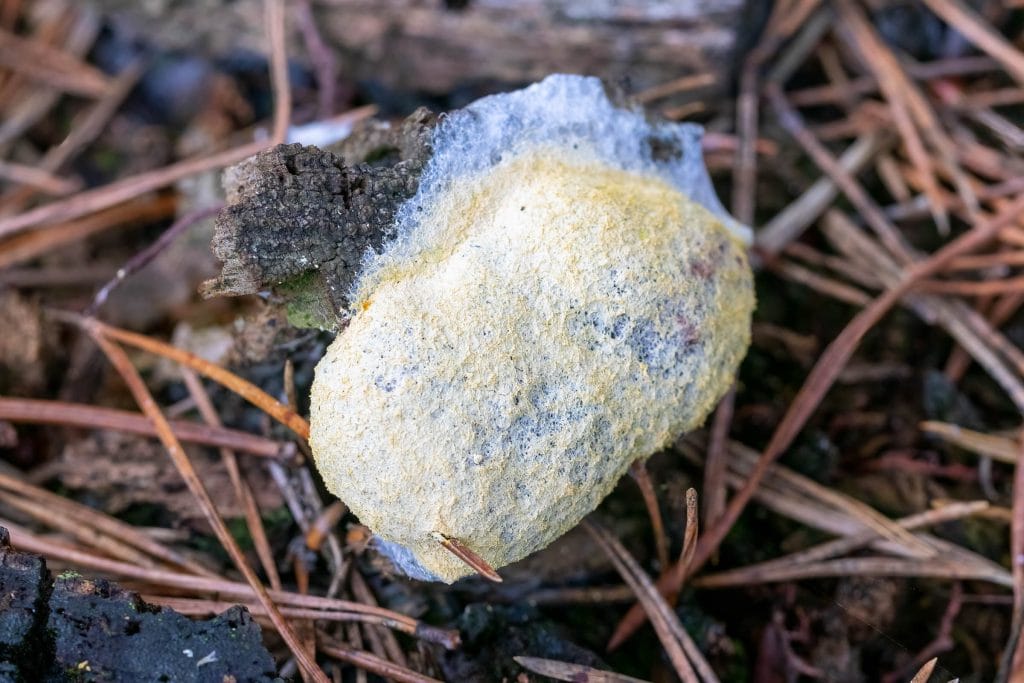 Gele schimmel op een stuk hout.