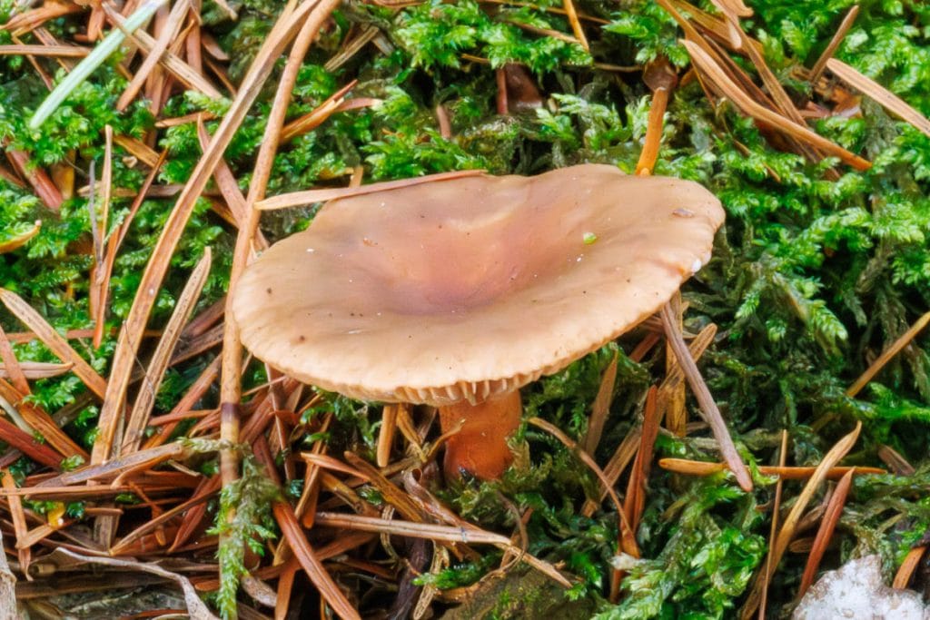 Paddenstoel op mos en dennentakken