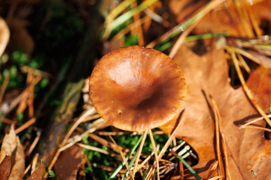 Bruine paddenstoel op de bosbodem