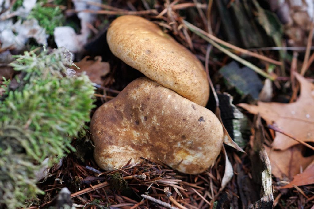 Twee paddenstoelen tussen bladeren en takken.