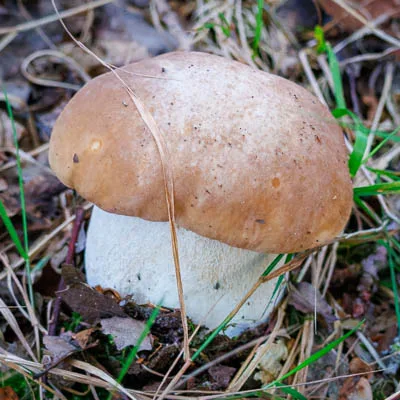 Eetbare paddenstoel in het bos