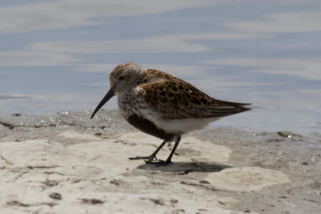 Een vogel staat op een zandbodem nabij water.