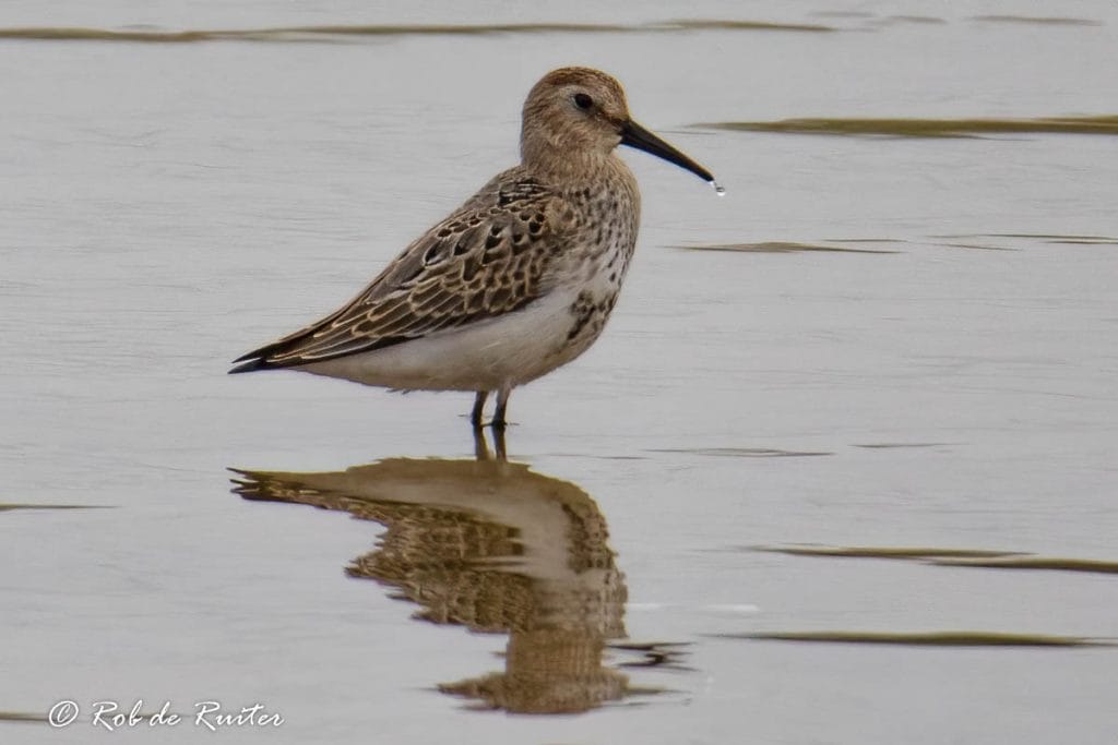 Vogel staat in water met een druppel