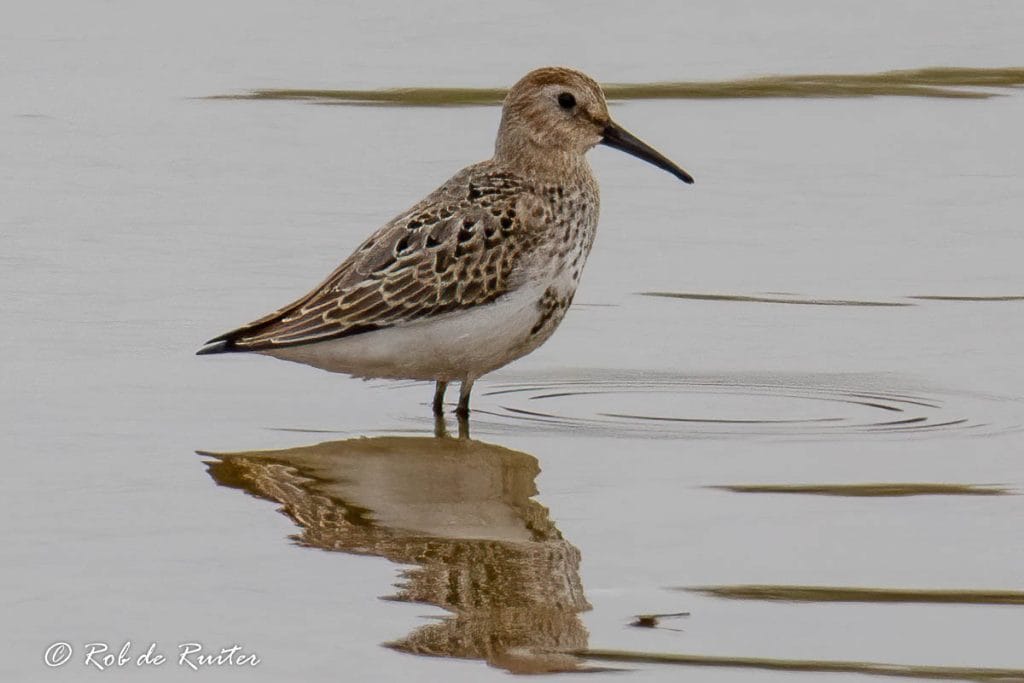 Vogel staat in ondiep water met reflectie.