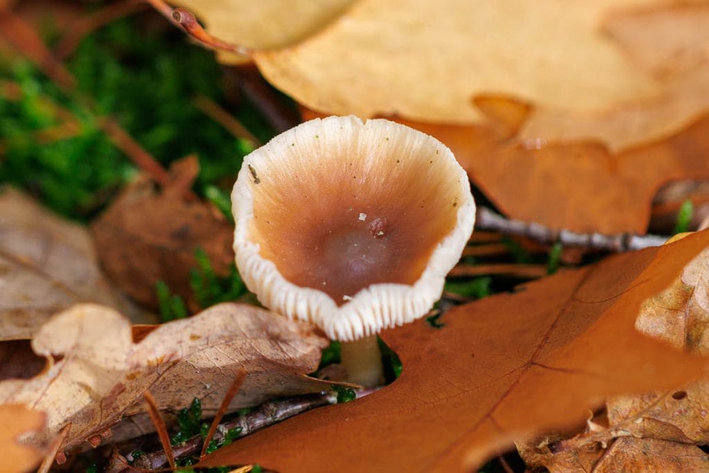 Paddenstoel tussen fallende bladeren in het bos.