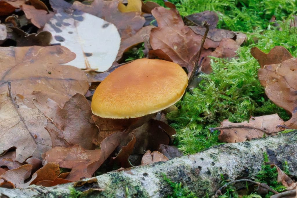 Paddestoel op de grond tussen bladeren