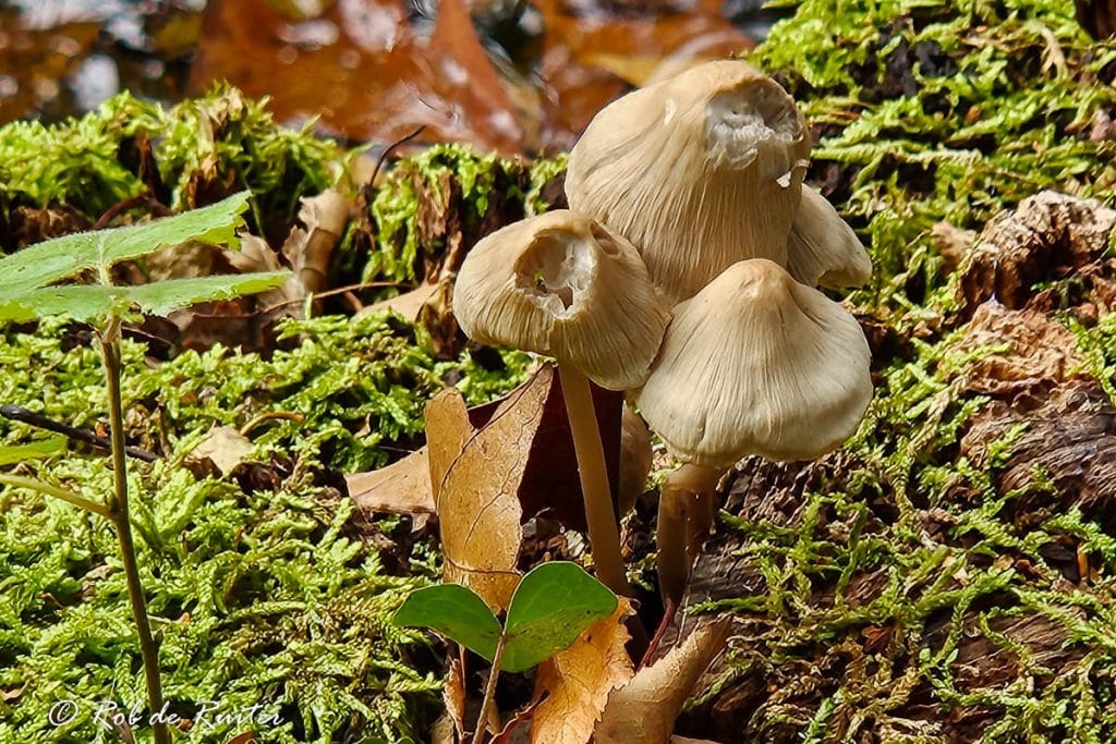 Drie paddenstoelen op mosrijke bodem.