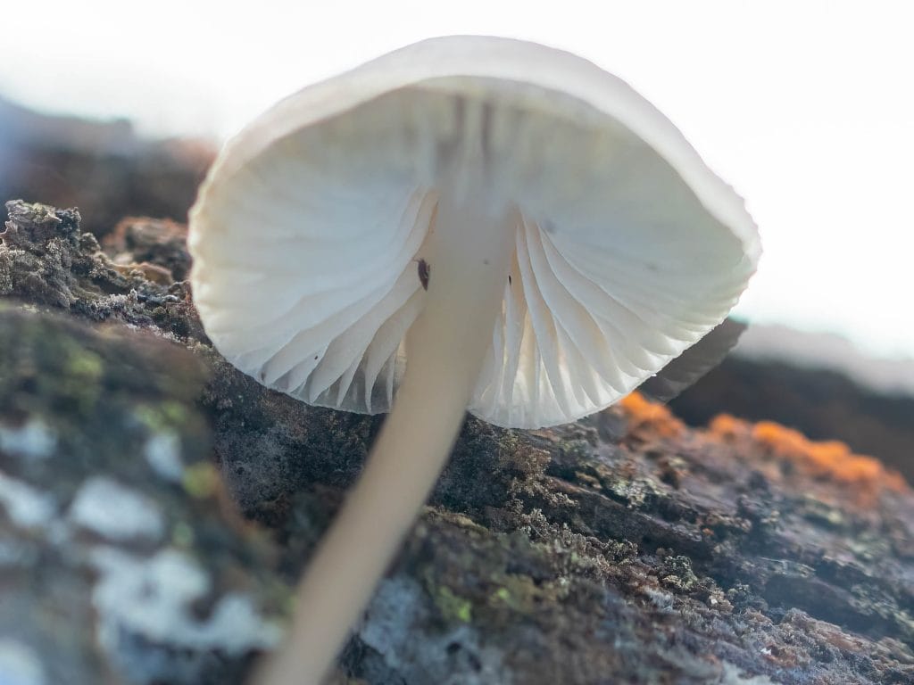 Onderkant van een paddenstoel op hout.