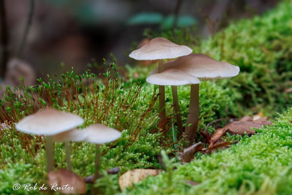 Paddenstoelen op groene mosachtige ondergrond.
