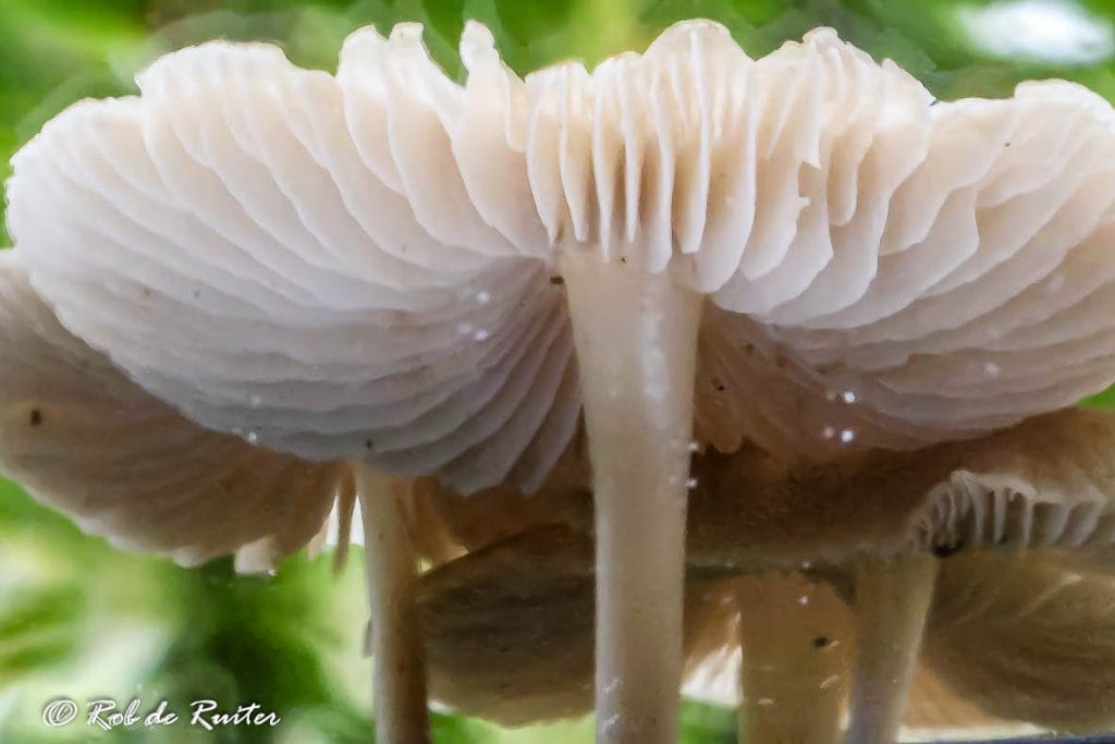 Close-up van een paddenstoel met rimpelige hoed.