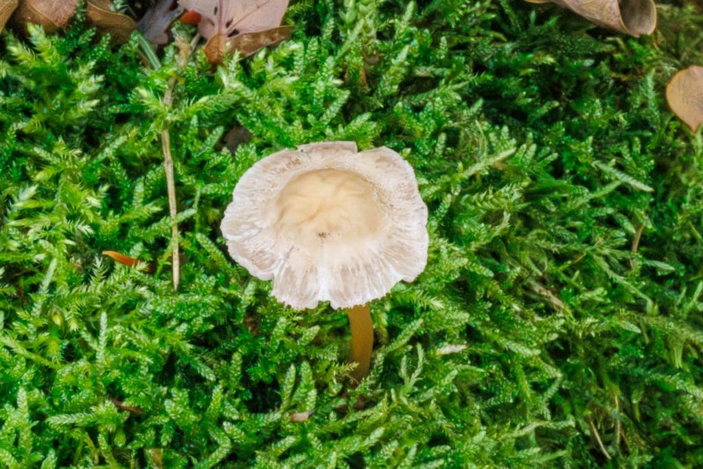 Witte paddestoel op groene mosbedekking