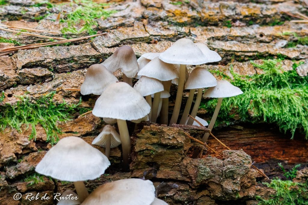 Witte paddenstoelen op een boomstronk.