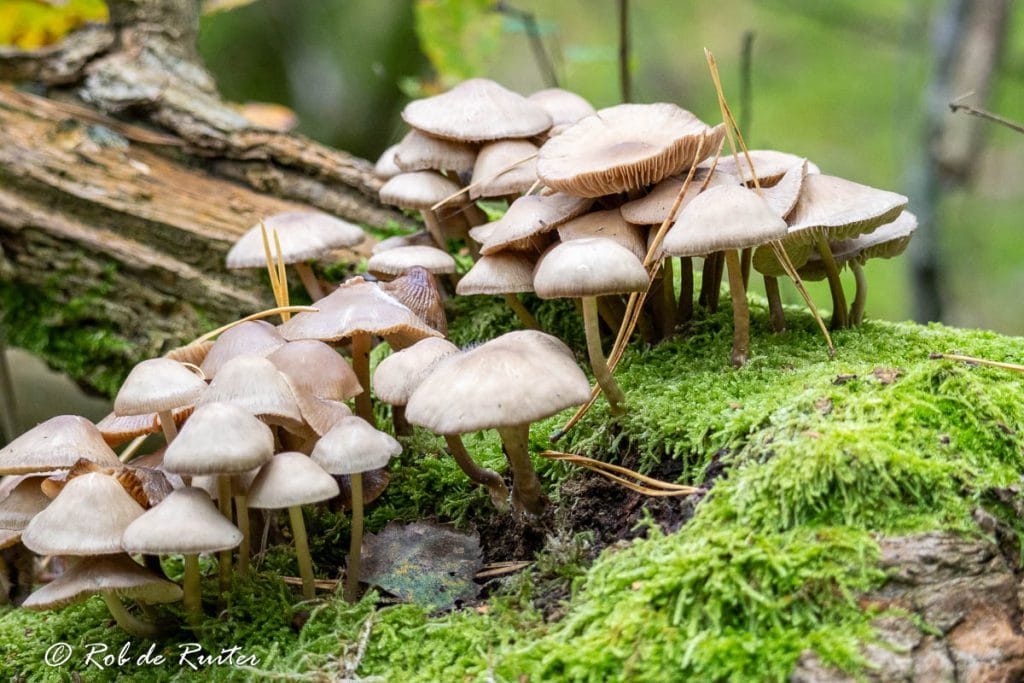 Groep paddenstoelen op een mosrijke ondergrond.