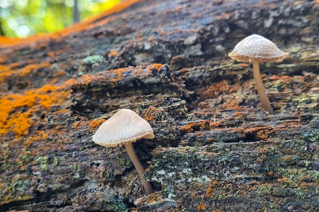 Paddenstoelen groeien op een boomstronk.