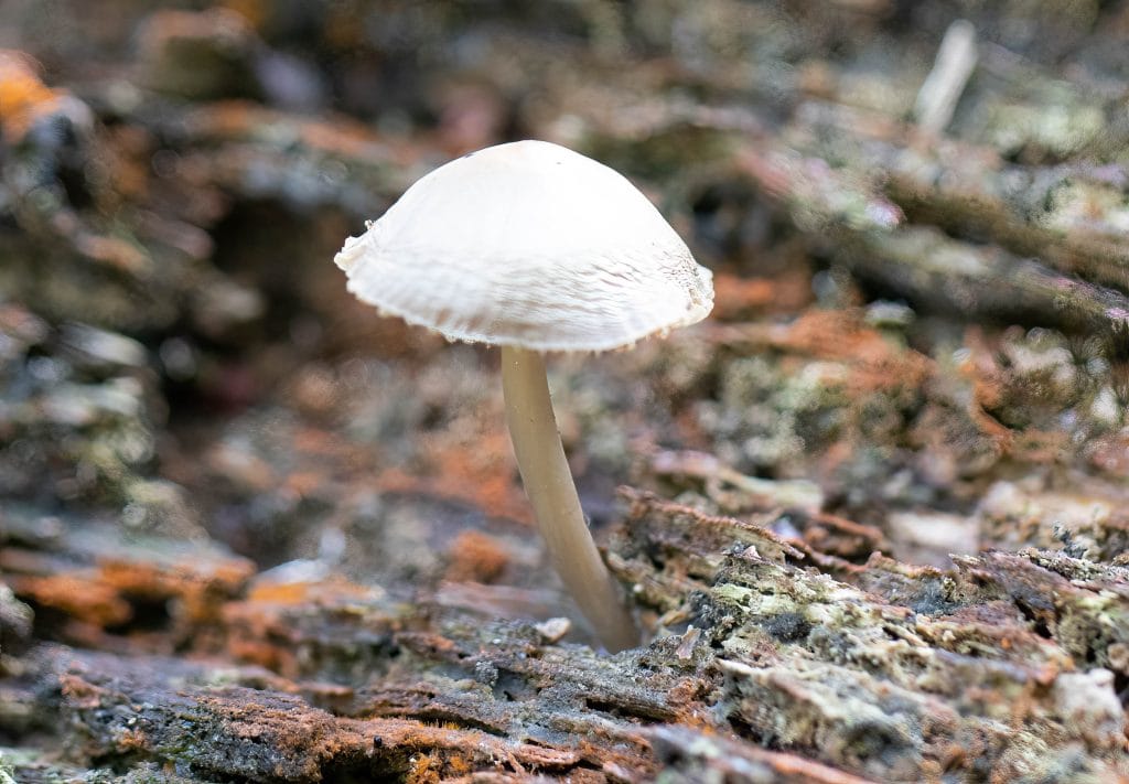 Witte paddenstoel op een houten ondergrond.