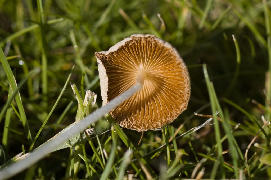 Onderzijde van een paddestoel op gras