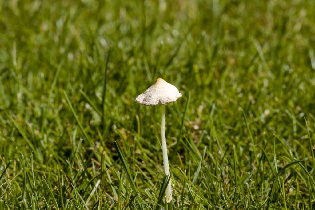 Witte paddenstoel groeit tussen het gras.