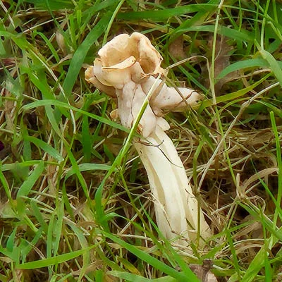 Witte paddenstoel groeit tussen het gras.