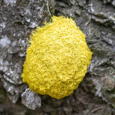 Geel schimmel op een boomschors