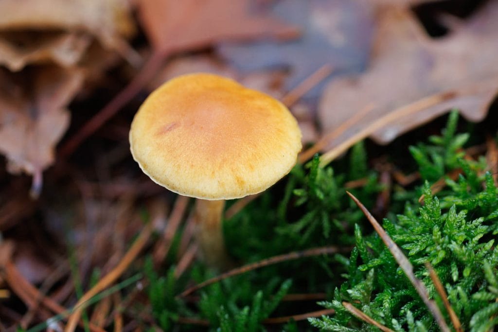 Paddestoel op de grond tussen bladeren