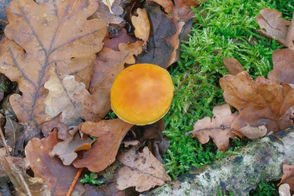 Een paddenstoel tussen herfstbladeren en mos.