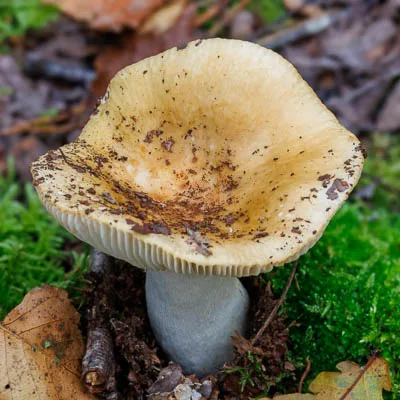 Gele paddenstoel groeit uit de grond.