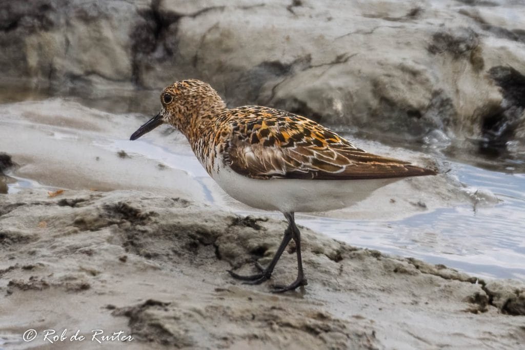Een vogel wandelt over een modderige oever.