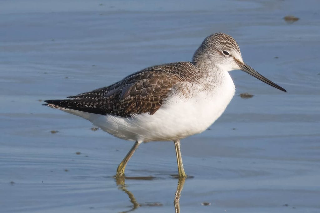 Scholekster loopt over een natte ondergrond.