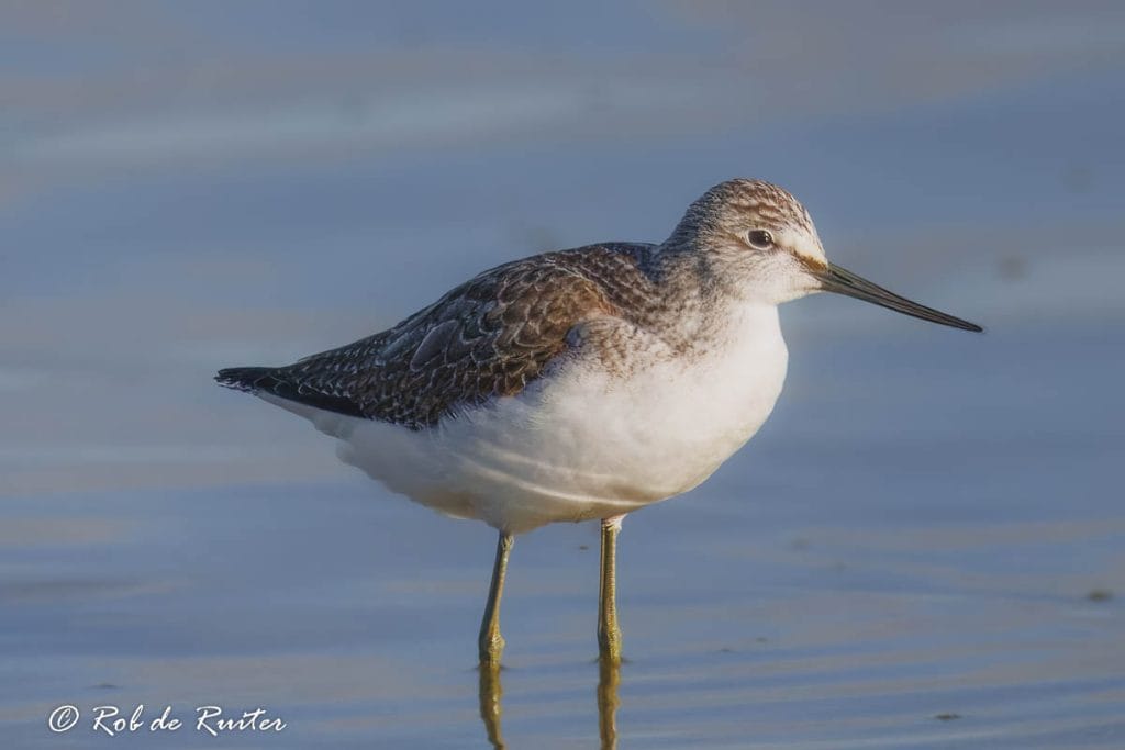 Een vogel wading in ondiep water