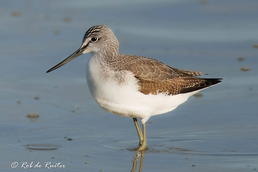 Watervogel staat in ondiep water.