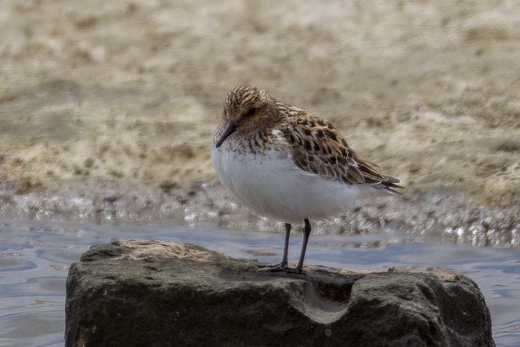 Een vogel op een steen bij water.