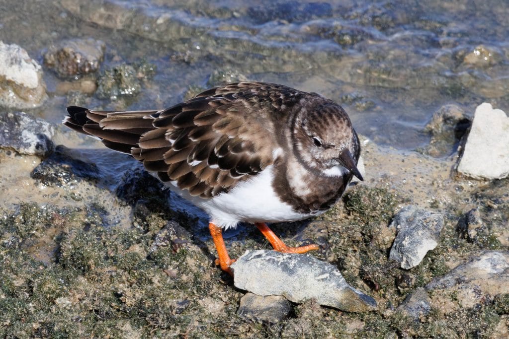 Zeevogel met bruine en witte veren op strand