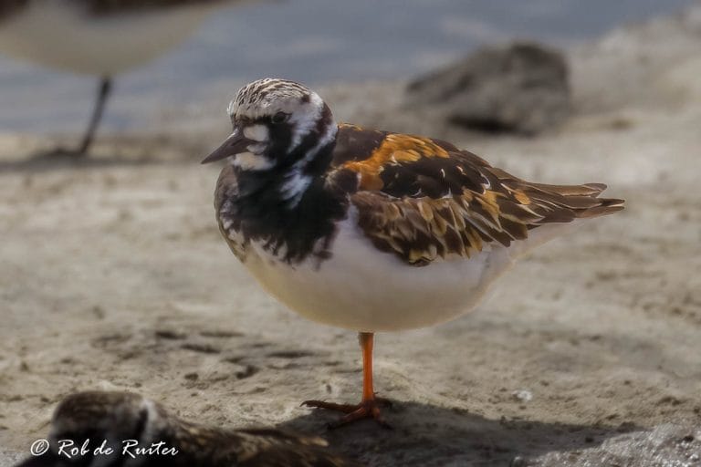 Rustige vogel op het zandstrand.