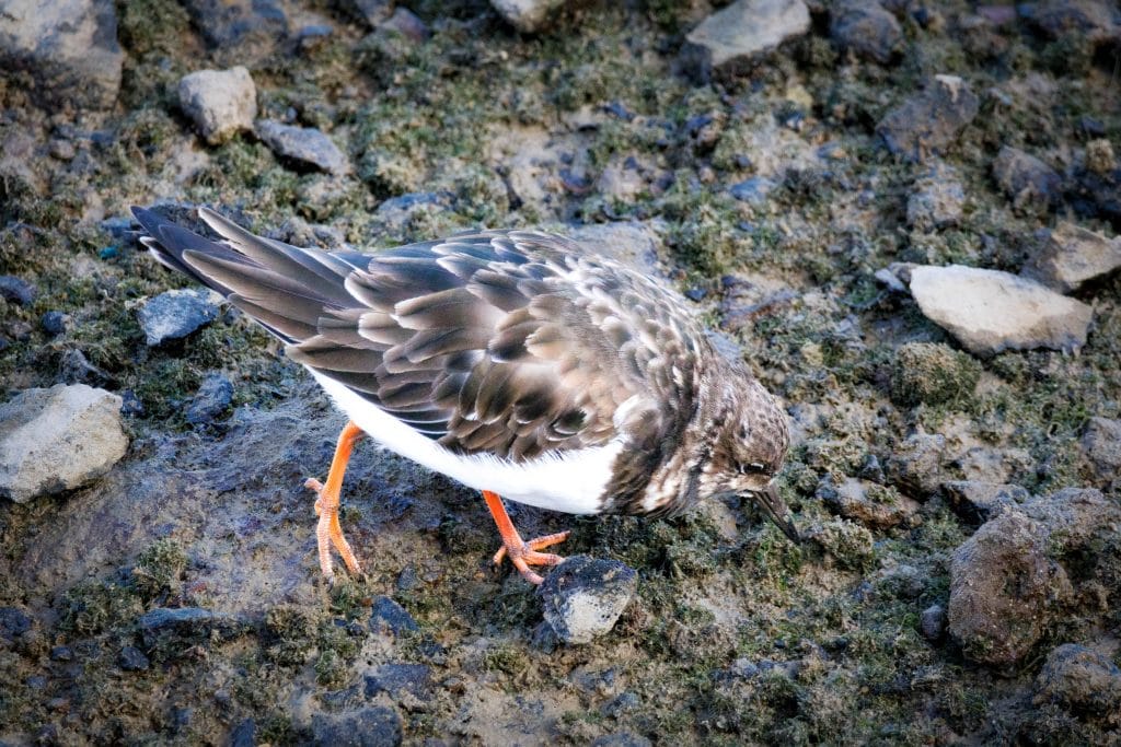 Een kluut zoekt voedsel op de grond.