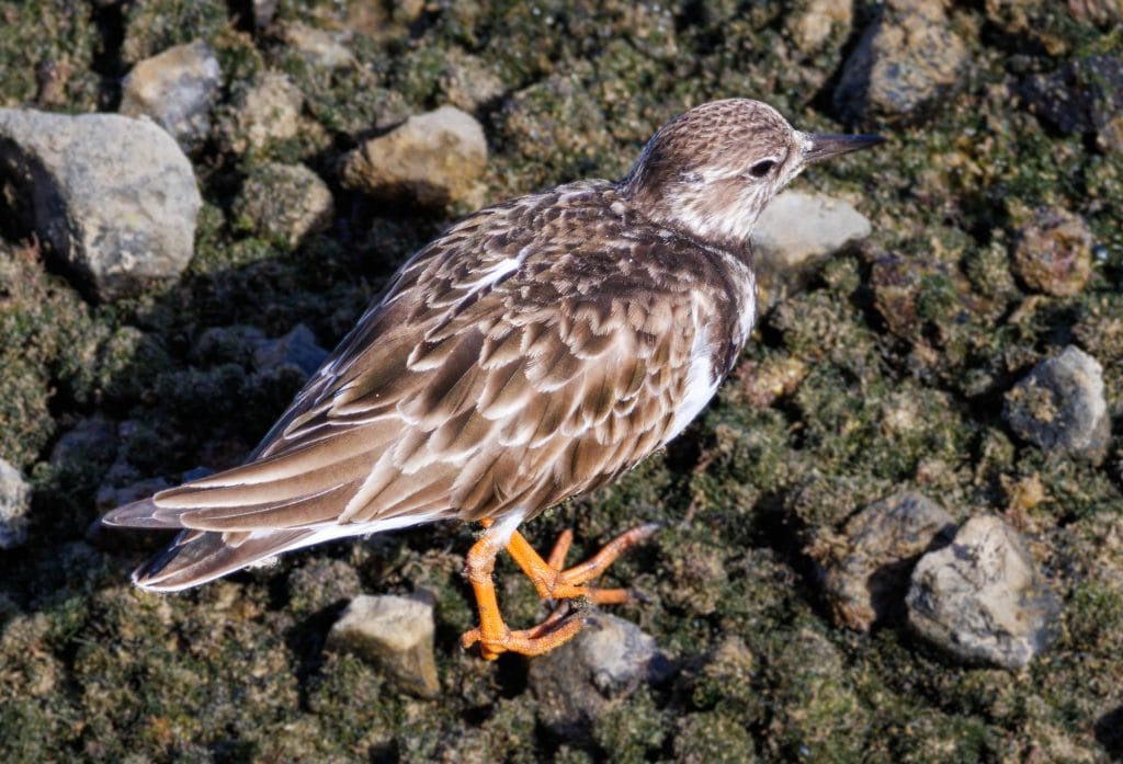 Steltkluut rustend op stenen en verland.