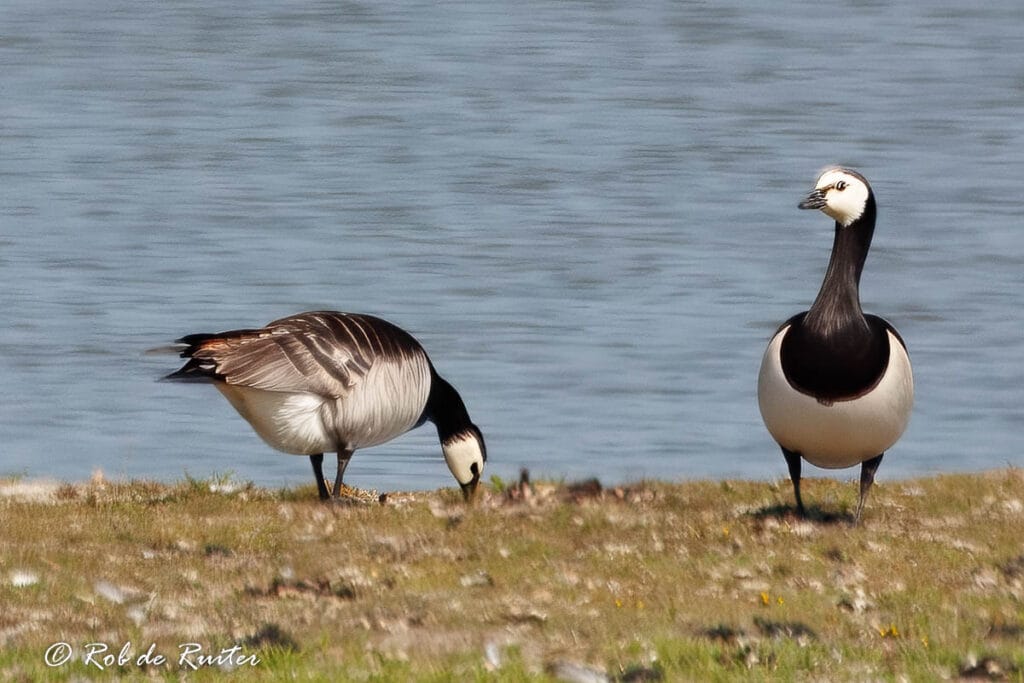 Twee zwanen bij een waterkant