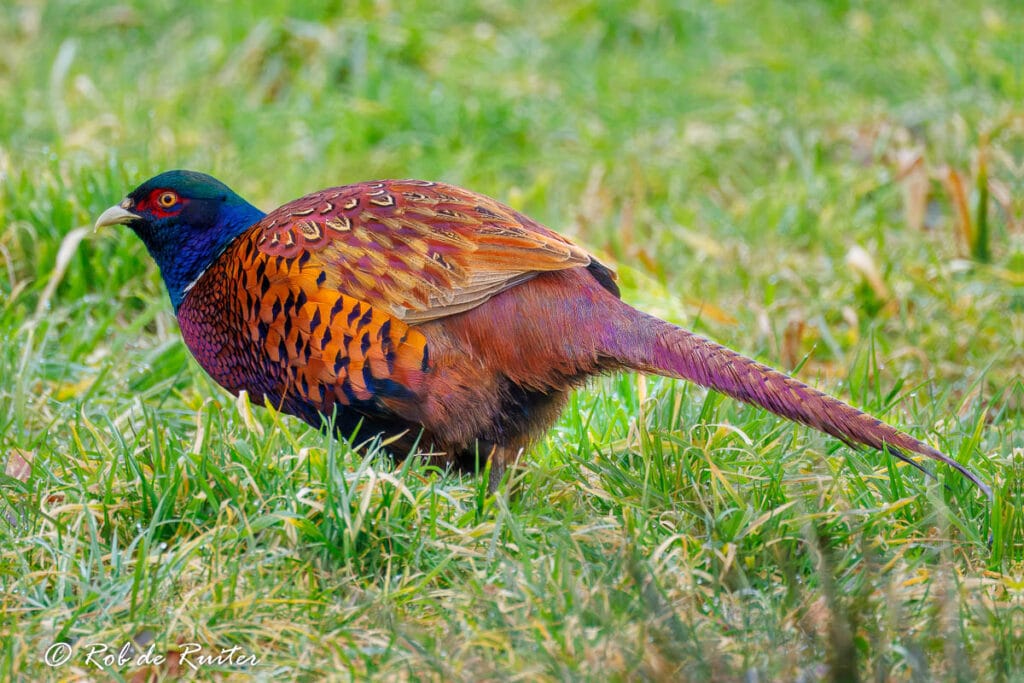 Een kleurrijke fazant in het gras.
