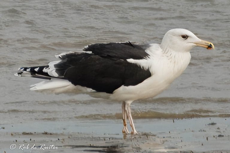 Zwart-witte meeuw op het strand