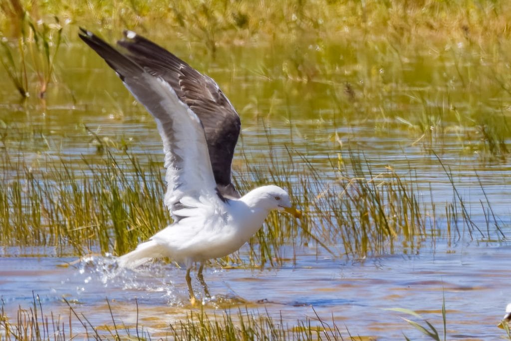Meeuw loopt door grasachtig watergebied.