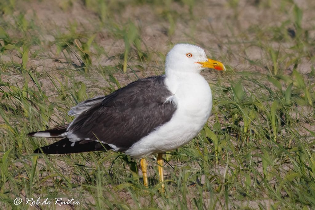 Zwarte en witte meeuw op grasveld