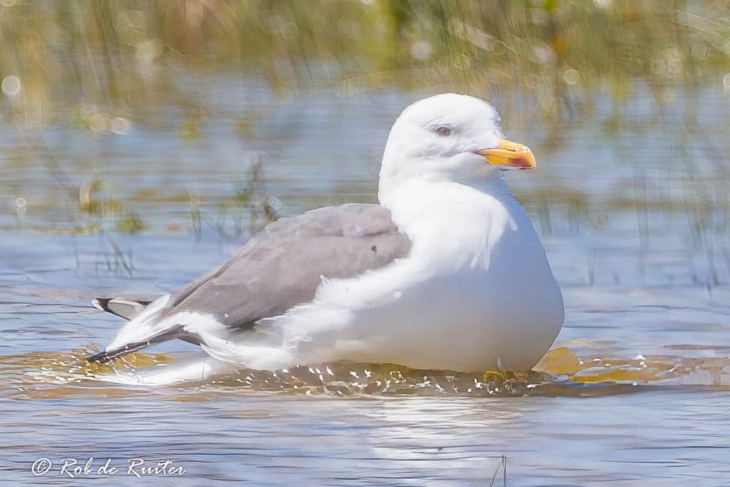 Zeevogel rustend op wateroppervlak