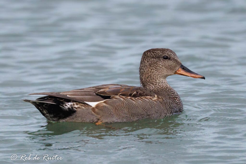 Een eend zwemt in helder water.
