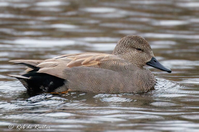 Eend drijft rustig op het water.