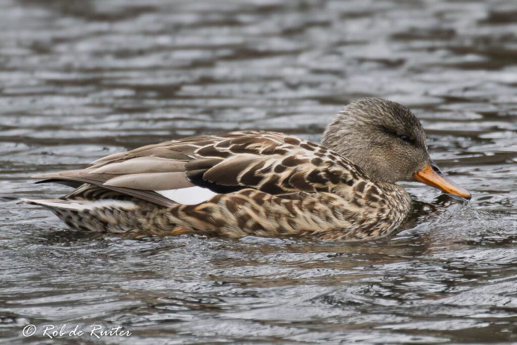 Een eend zwemt rustig in het water.