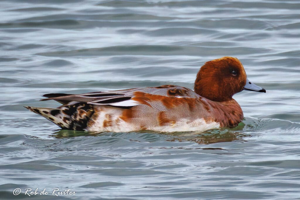 Mooie eend drijft op het water.
